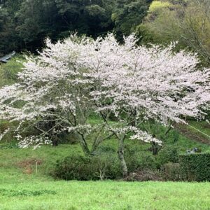 IMG_1430_Original.jpeg